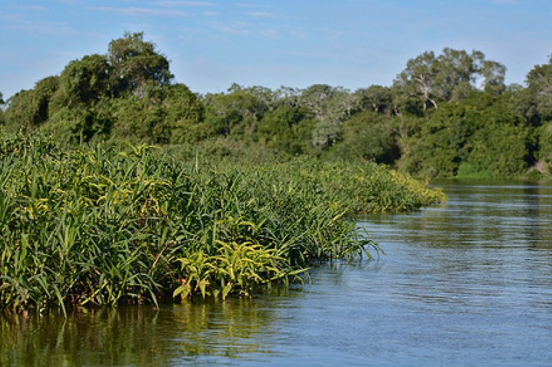 Pantanal. (Foto: CC/Flickr.com | Geoff Gallice)