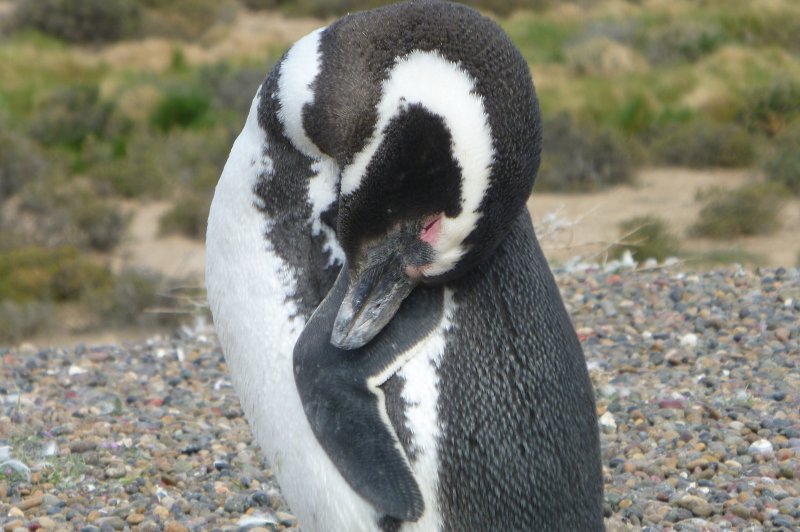 Penguins at Punta Tombo. (Foto: CC/Flickr.com | Leon Berlotti)