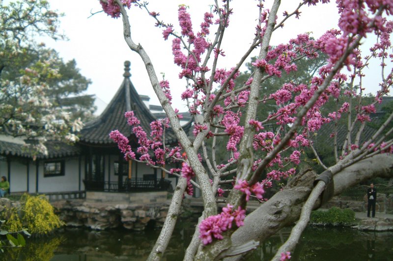 pink flowers. (Foto: CC/Flickr.com | Jun Jhen Lew)
