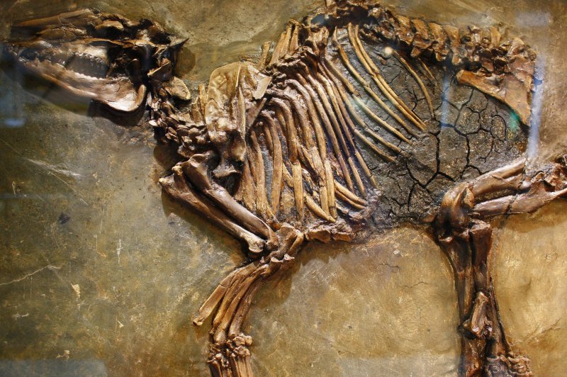 Propalaeotherium. (Foto: CC/Flickr.com | boris doesborg)