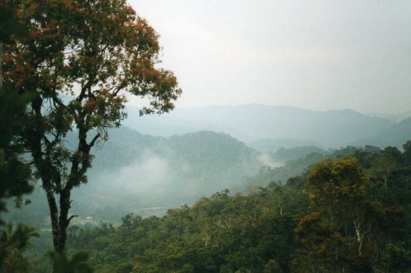 Ranomafana National Park. (Foto: CC/Flickr.com | Leonora (Ellie) Enking)