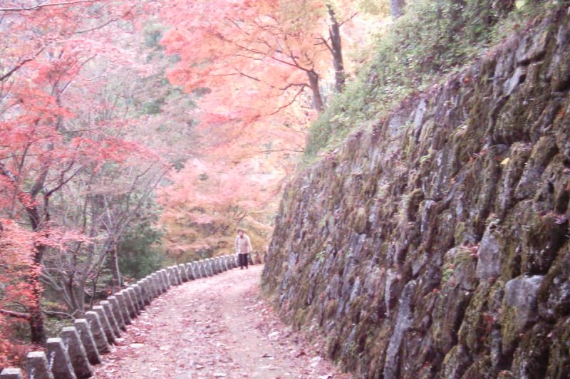 Red road Mt. Yoshino . (Foto: CC/Flickr.com | d'n'c)