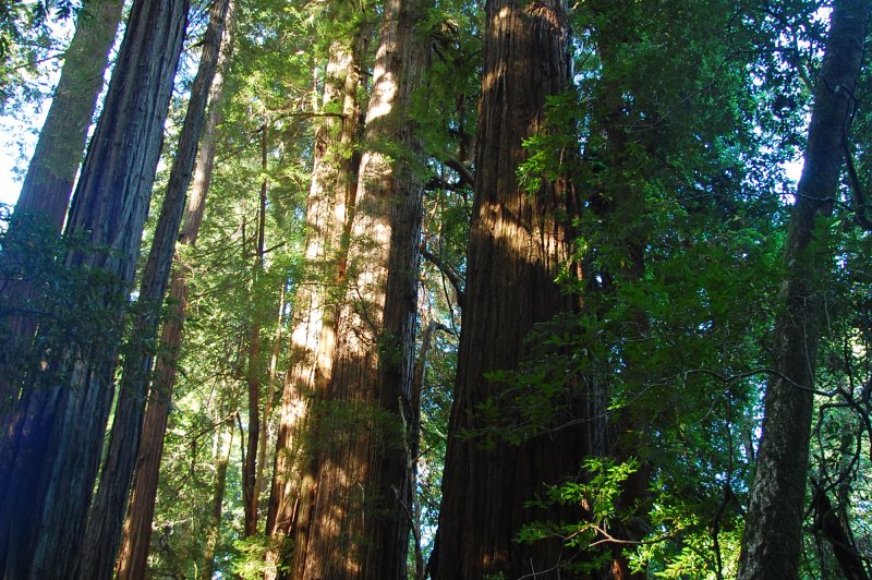 Redwood National and State Parks. (Foto: CC/Flickr.com | ilya_ktsn)