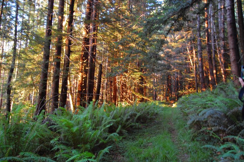 Redwood National and State Parks. (Foto: CC/Flickr.com | ilya_ktsn)