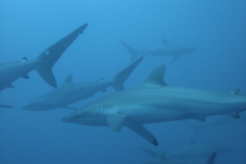 School of Sharks - Tiburon sedoso Carcharhinus falciformis . (Foto: CC/Flickr.com | CAUT)