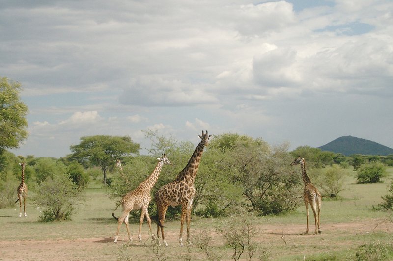 Serengeti_2007 039. (Foto: CC/Flickr.com | El Tonio)
