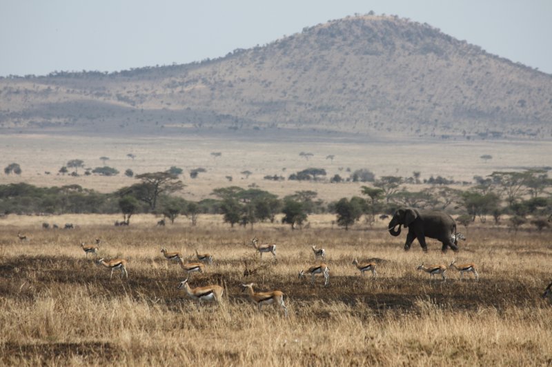 Serengeti landscape. (Foto: CC/Flickr.com | Leon Berlotti)