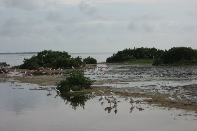 Snake Bight Birds Everglades NP . (Foto: CC/Flickr.com | Brian Henderson)