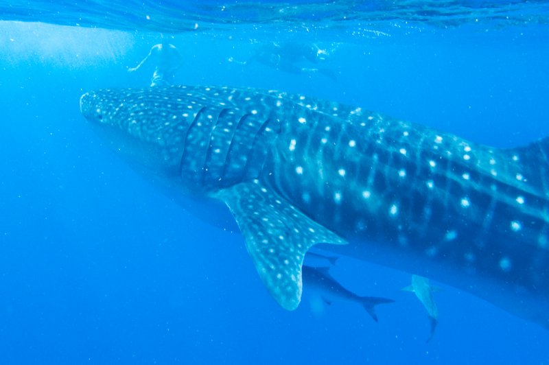 Snorkelling with the whale shark. (Foto: CC/Flickr.com | Julie Edgley)