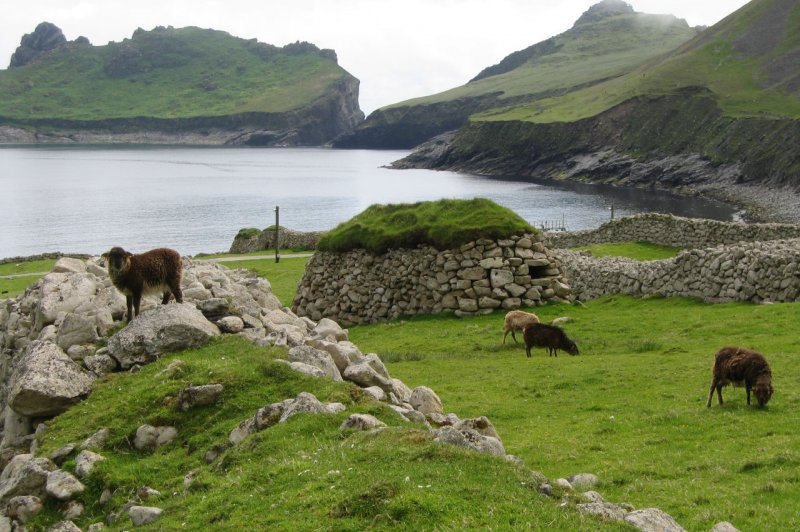 Soay sheep on Hirta, St Kilda, with Cleits. (Foto: CC/Flickr.com | Kirsteen)