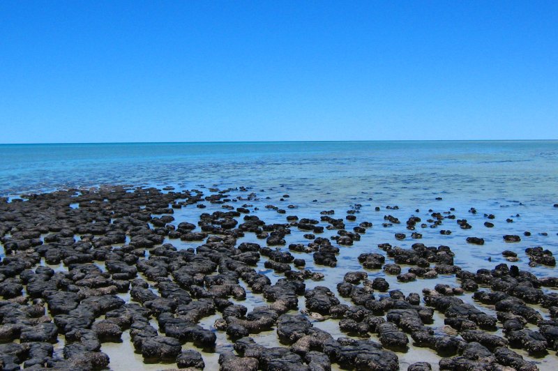 Stromatolites. (Foto: CC/Flickr.com | Mark Ireland)