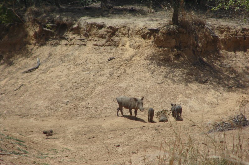 The dry river bed and wart hog family . (Foto: CC/Flickr.com | Denise Miller)