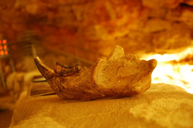 Thylacoleo jaw bone fossil - 6s long exposure - Victoria Fossil Cave. (Foto: CC/Flickr.com | Alpha)