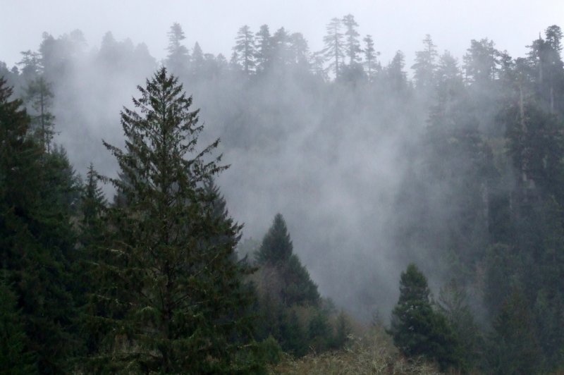 Trees Redwood National Park, California. (Foto: CC/Flickr.com | Tim Parkinson)