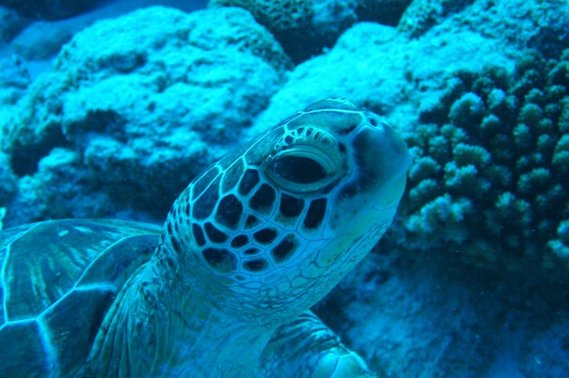 turtle. (Foto: CC/Flickr.com | Olivier ROUX)