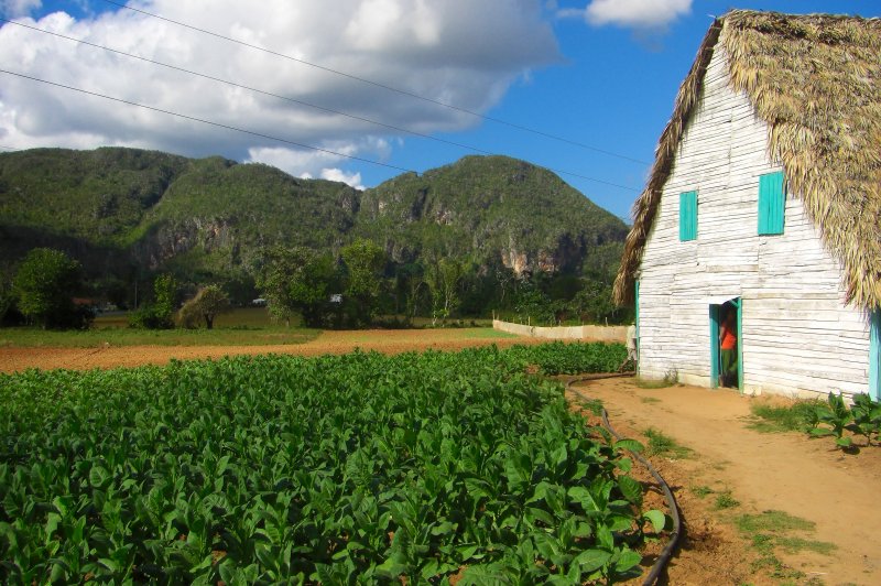 Vinales Valley - Tobacco Plantation. (Foto: CC/Flickr.com | Davide)