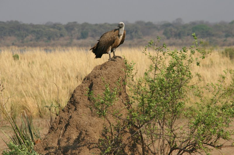 Vulture on Termite Mound, Mana Pools National Park, Zimbabwe, 2007. (Foto: CC/Flickr.com | Terry Feuerborn)