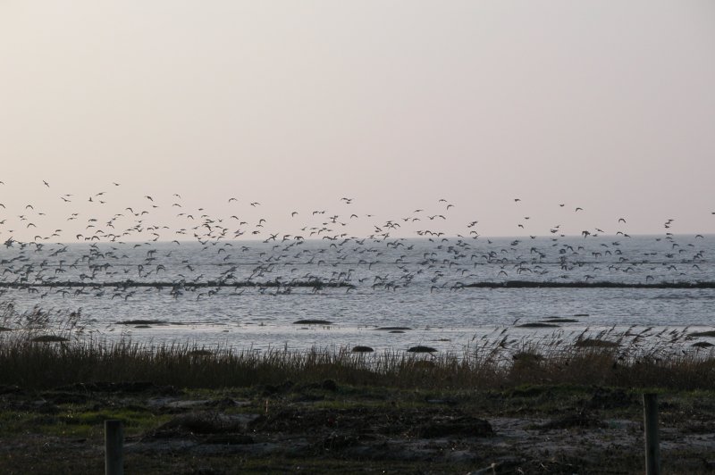 Wadden Sea, Netherlands. (Foto: CC/Flickr.com | eutrophication&hypoxia)