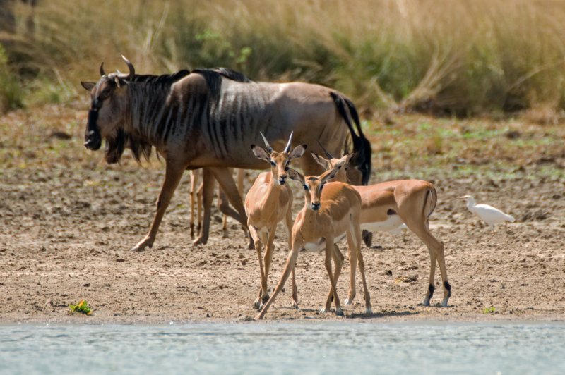 Watchful impalas - Selous Game Reserve. (Foto: CC/Flickr.com | Rainer Voegeli)