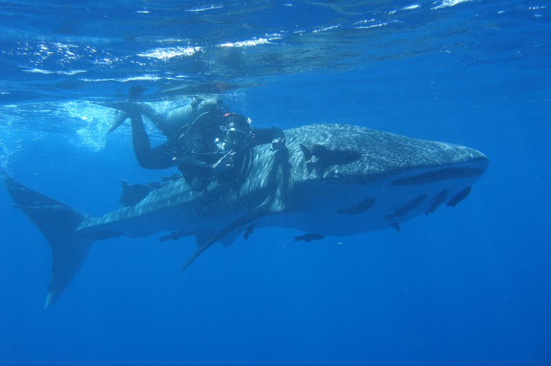 Whale Shark - Fernando de Noronha, Brazil. (Foto: CC/Flickr.com | ...your local connection)