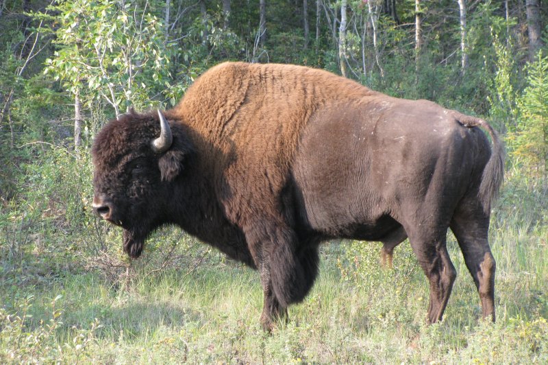 Wood Buffalo NP Bison. (Foto: CC/Flickr.com | Dru!)