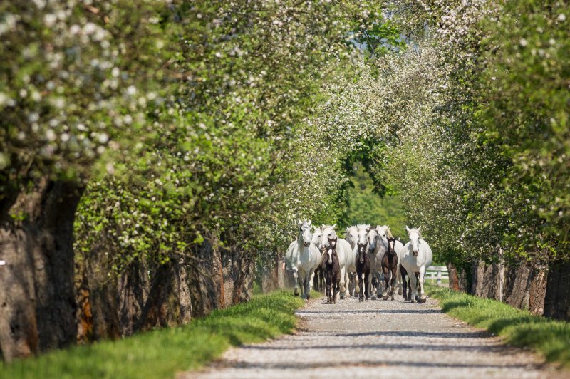 Oprijlaan naar de Josefov-boerderij, omzoomd met oude soorten appelbomen. (Magdaléna Straková | © National Stud Farm at Kladruby nad Labem, s.p.o. | whc.unesco.org/en/documents/166754)