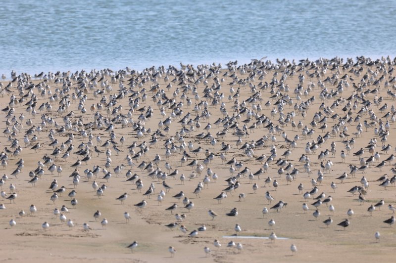 Migratory birds. (Photo: © Yancheng Broadcasting Television | whc.unesco.org/en/documents/166345)