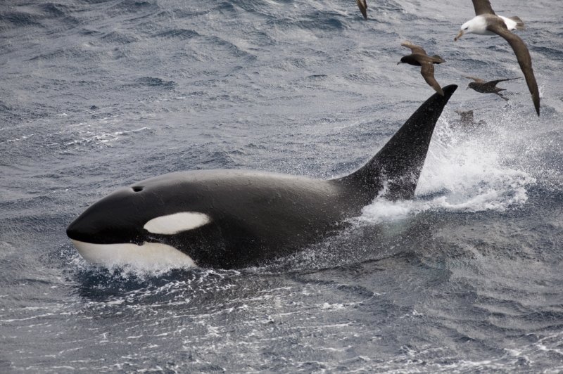 Killer whale (Orcinus orca). (Photo: © Antoine Dervaux | whc.unesco.org/en/documents/166920)