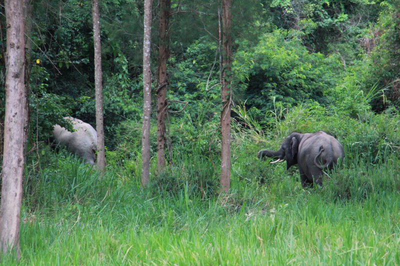 Aziatische olifanten in het Kaeng Krachan-boscomplex. (Foto: Sunee Sakseau | © Sunee Sakseau | Permanent URL: whc.unesco.org/en/documents/137019)