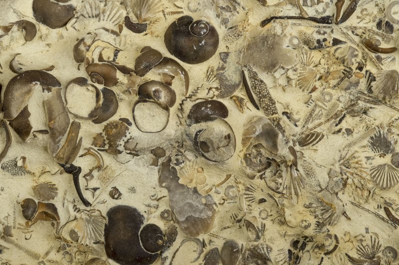 Fossielen op Anticosti. (Foto: Pierre Bertrand | © Municipalité (MIA) | https://whc.unesco.org/en/documents/199610)