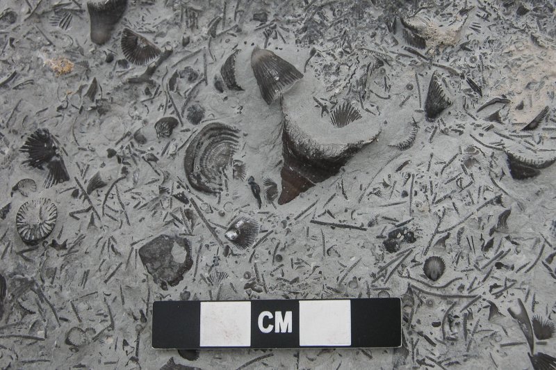 Fossielen op Anticosti. (Foto: © André Desrochers | https://whc.unesco.org/en/documents/199615)