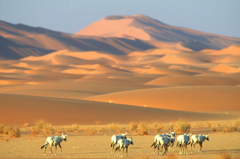 Arabische Oryx tegen een achtergrond van zandduinen. (Foto: Othman Llewellyn | © National Center for Wildlife | https://whc.unesco.org/en/documents/193059)