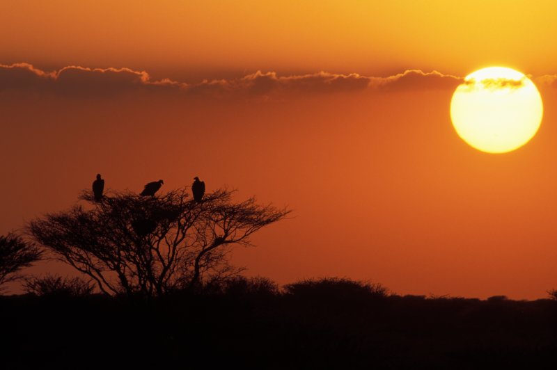 Oorgieren tijdens een zonsondergang. (Foto: Othman Llewellyn | © National Center for Wildlife | https://whc.unesco.org/en/documents/193060)