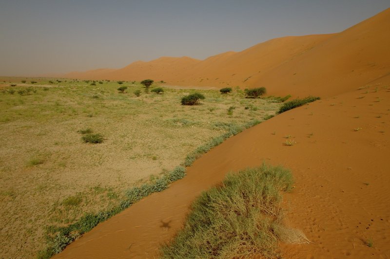 Inter-dunale corridor in het voorjaar. (Foto: © Muhammad Al Yousifi | https://whc.unesco.org/en/documents/193066)