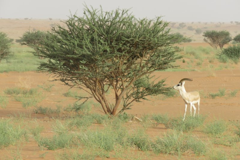 Zandgazelle bij een acaciaboom. (Foto: © Muhammad Al Yousifi | https://whc.unesco.org/en/documents/193067)